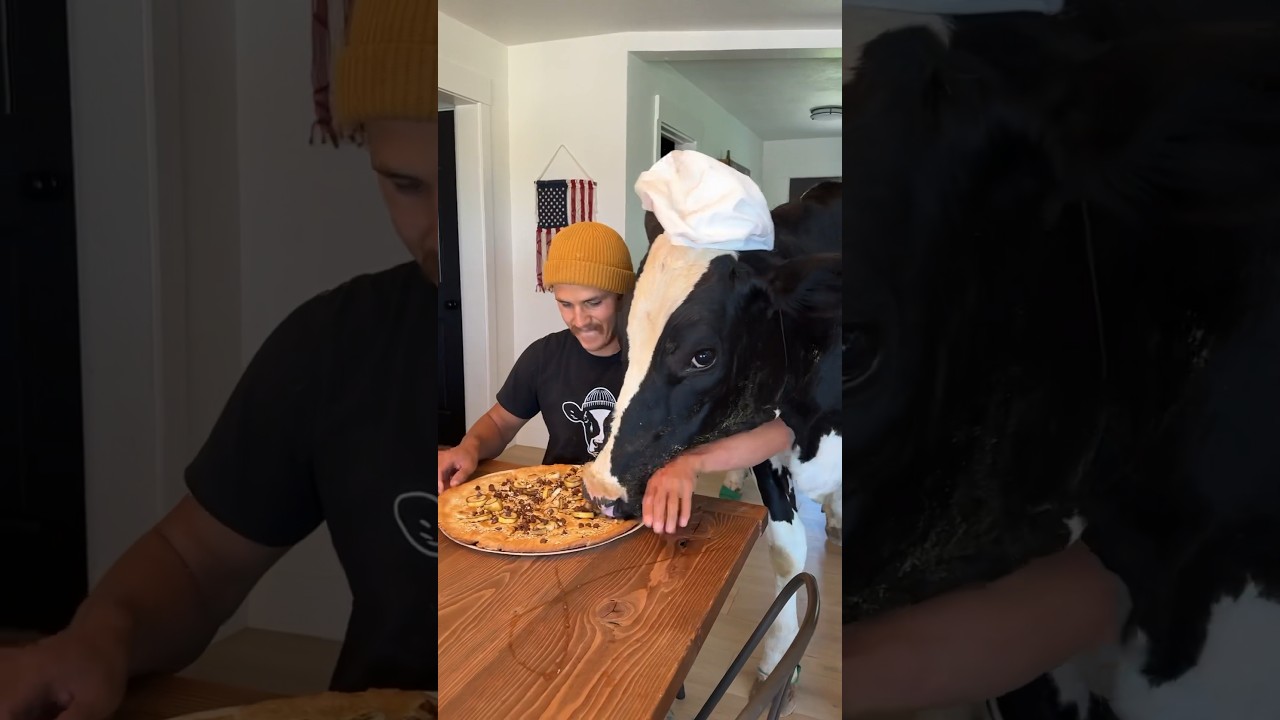 Trying to make pizza with Bruce! #cow #brucethecow #farm #animals #pizza