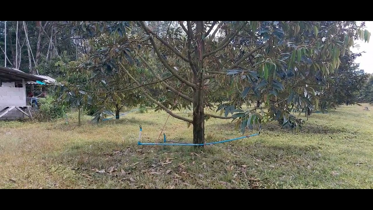 คนทำสวนเรียนวันนี้#พาพี่น้องชมสวนคือเก่าเหมือนเดิมจ้า🌳1