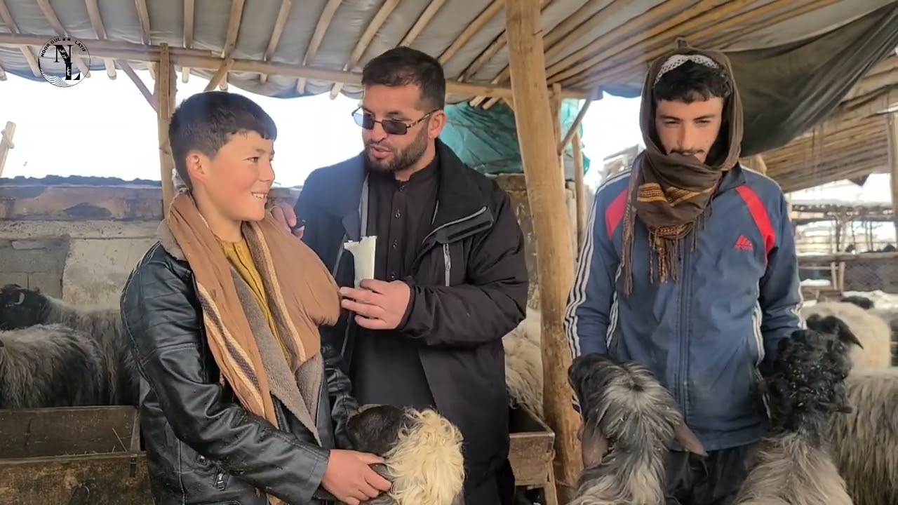 توزيع گوشت گوسفند برای هموطنان