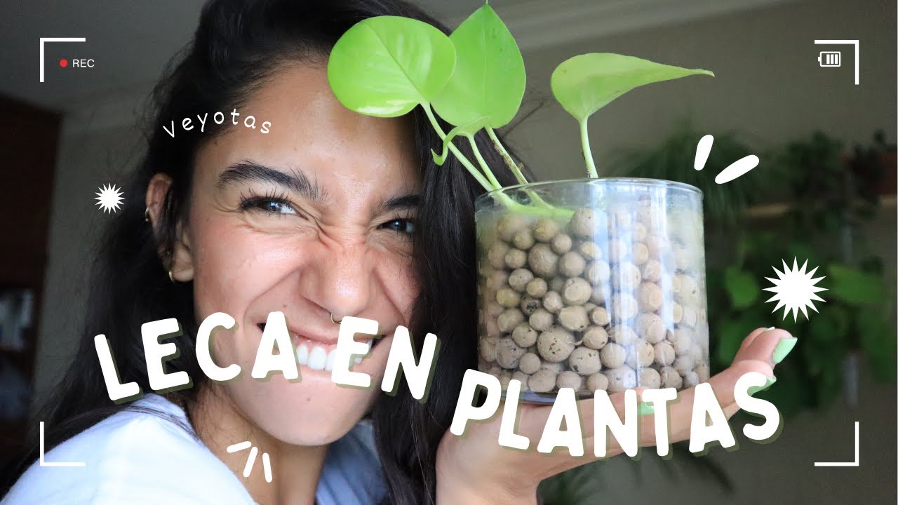 Leca para reproducción de plantas l En agua Veyotas