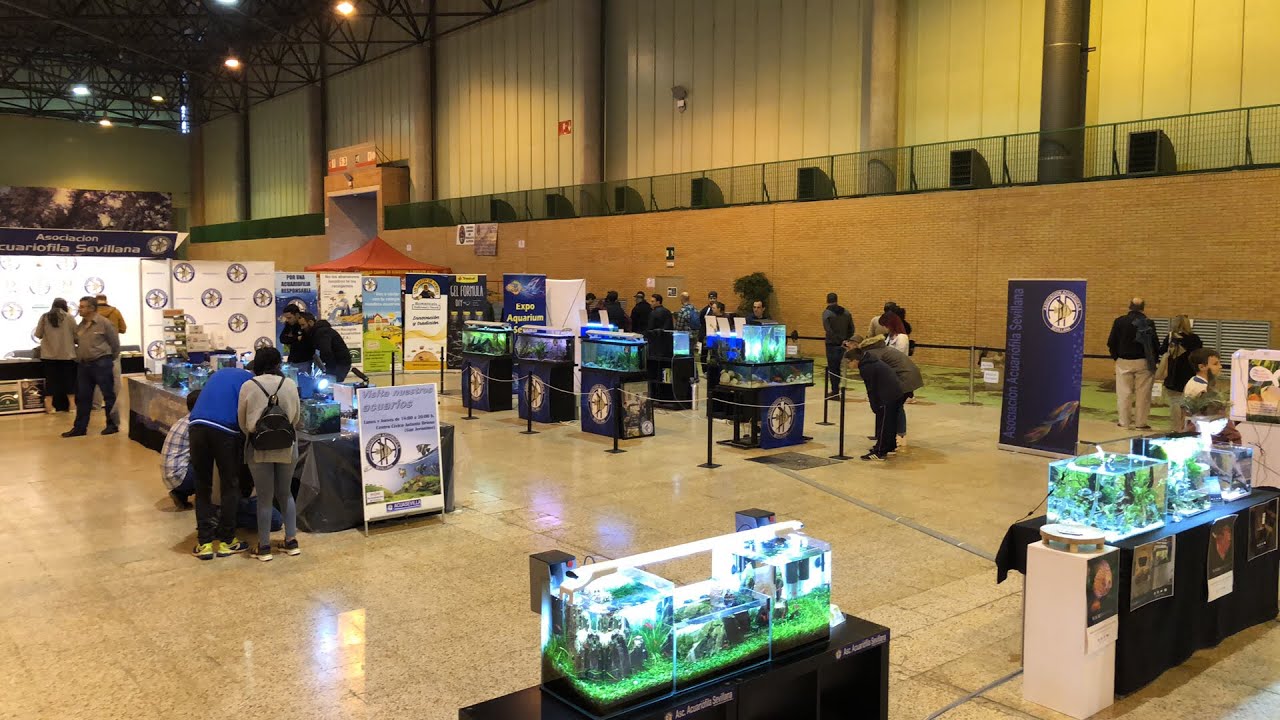 En Directo desde SurMascotas | Exposición Acuariofilia | Acuarios CAS2019