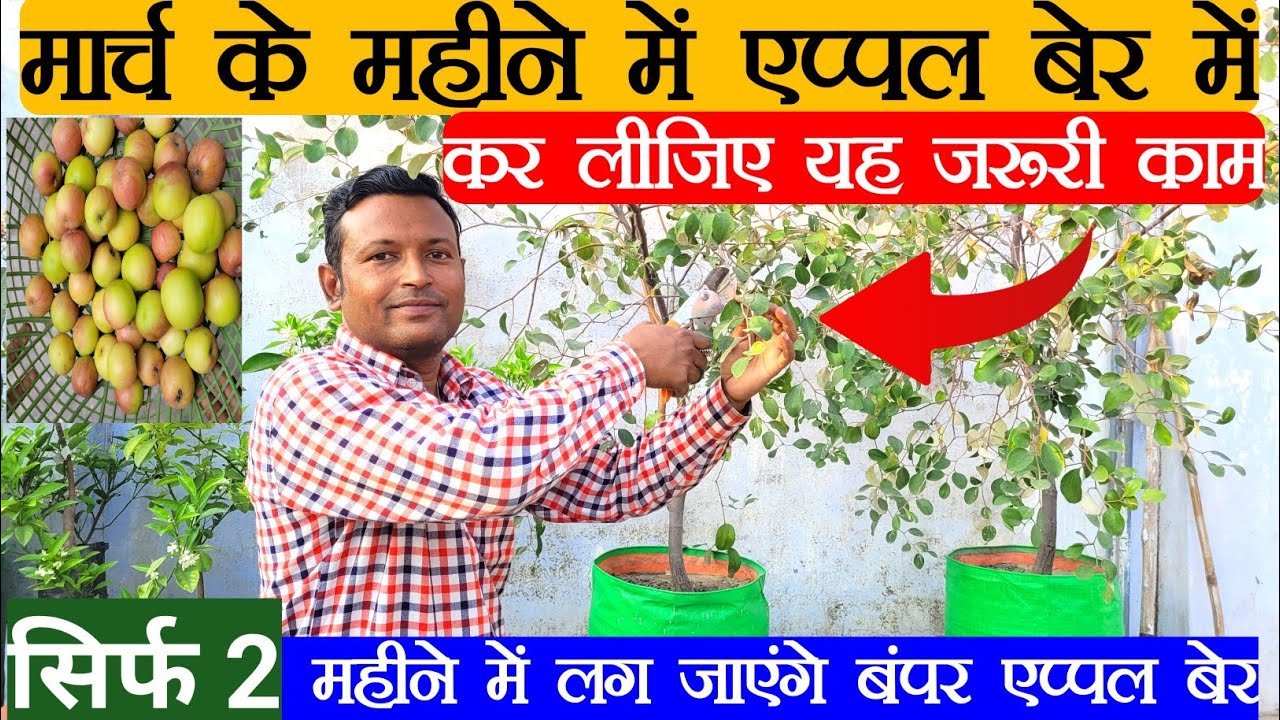 March में Apple Ber के Plant में कर लीजिए यह जरूरी काम || सिर्फ 2 महीने में लग जाएंगे बंपर एप्पल बेर