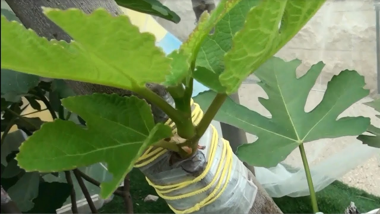 Chip&bud grafting