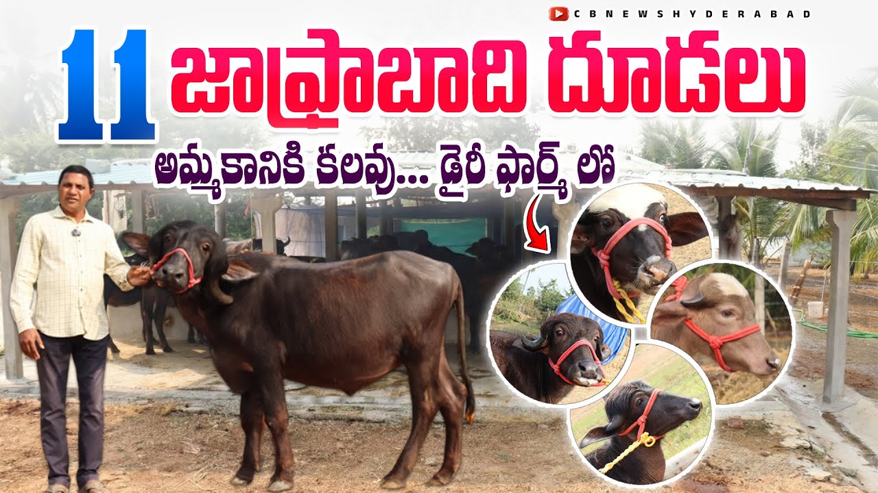 11 జాఫ్రాబాది దూడలు | Jafrabadi Calves | Sold Out | Murra Calfs| CBNewsHyderabad| Calfs Sold out