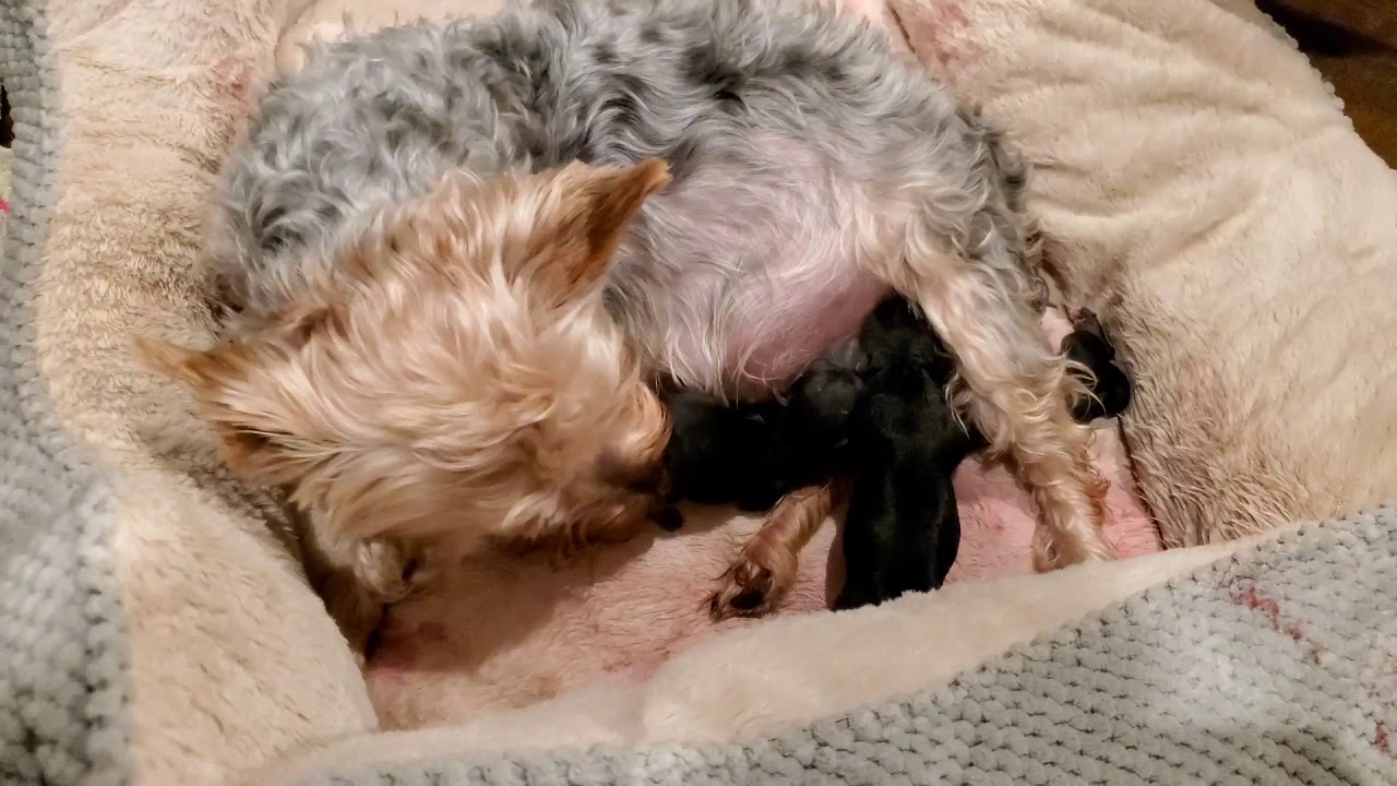 Yorkie giving birth to 7 puppies