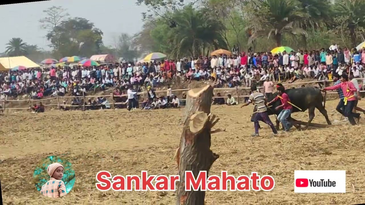 ১৭ ই মাঘ ডুমোরশোল আসরে ৩ নং কাড়ার কমিটি জয় 