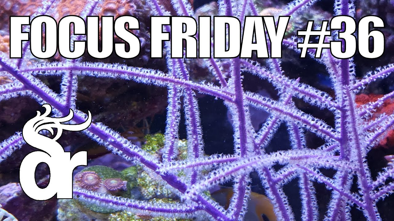 FF#36 | Keeping Gorgonians in your Reef Tank