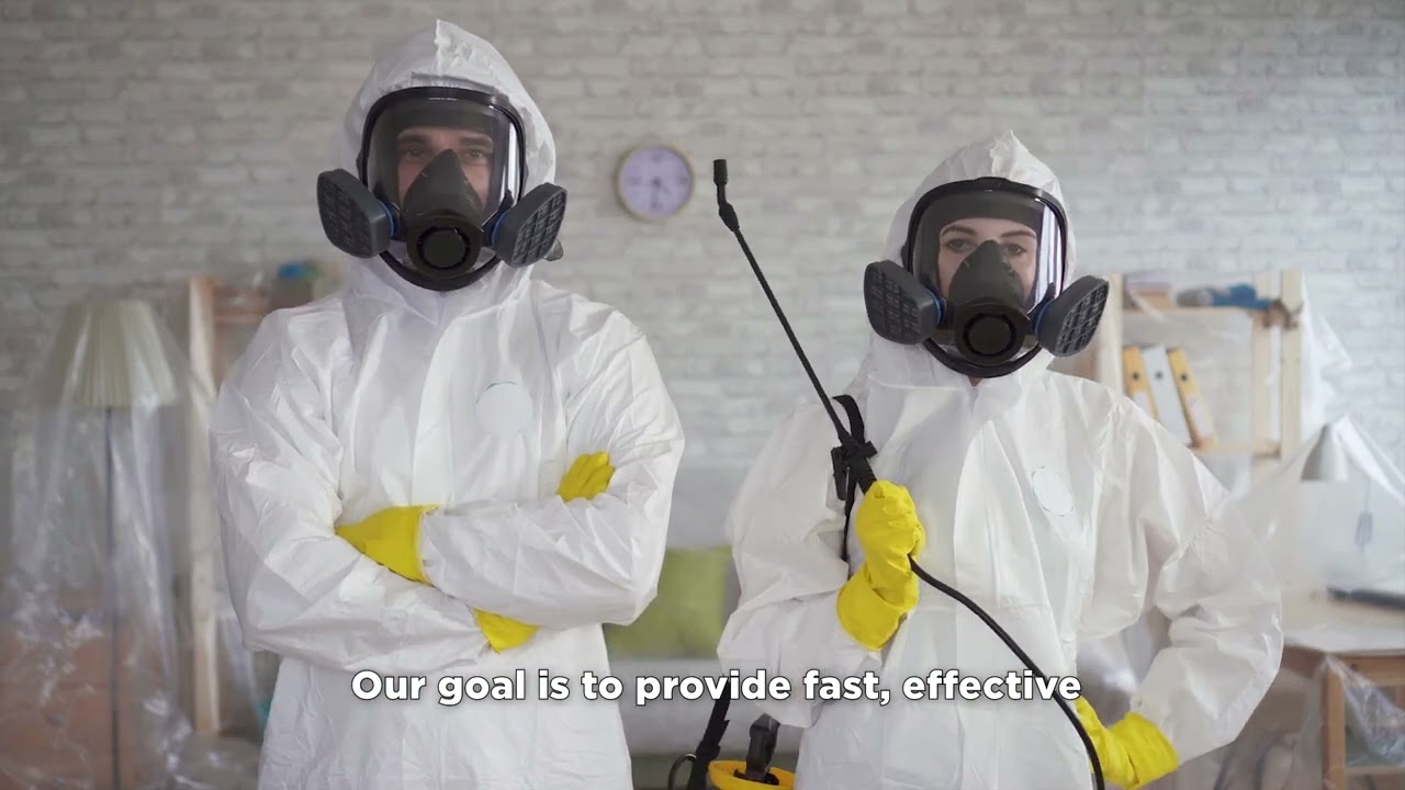 Ant Exterminator | Experts for Ant Exterminator