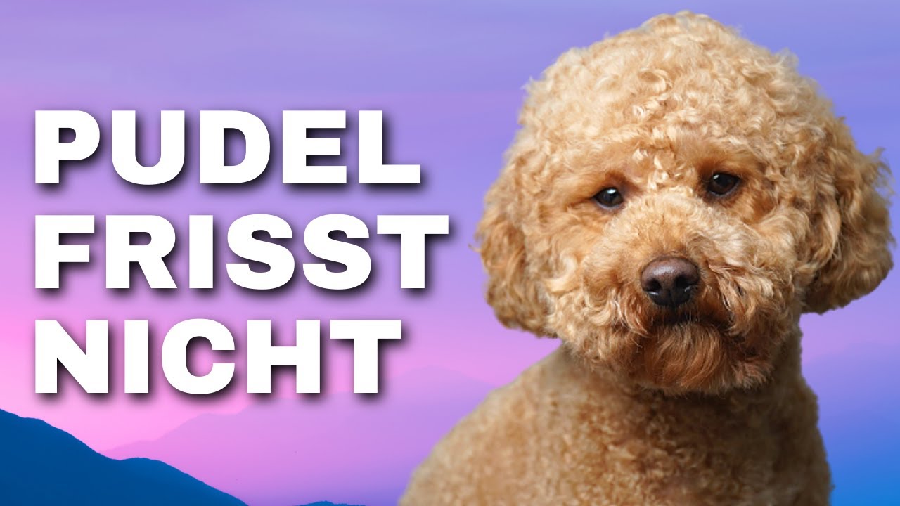 Pudel frisst nicht - Futterroutine nach 2,5 Jahren - Nur Geduld, er frisst schon