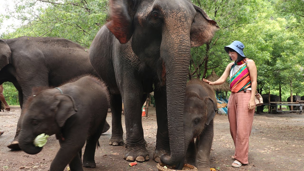 [EngSub] Treated the elephants a fruit buffet at Wanet Elephant Camp | မန္တလေး ဝါးနက်ဆင်စခန်း