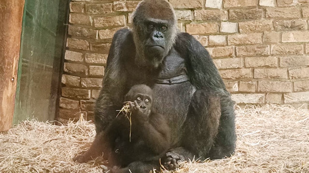 Tayari的外婆Dalila與Makongo🦍👶🏻Queen Dalila and baby Makongo
