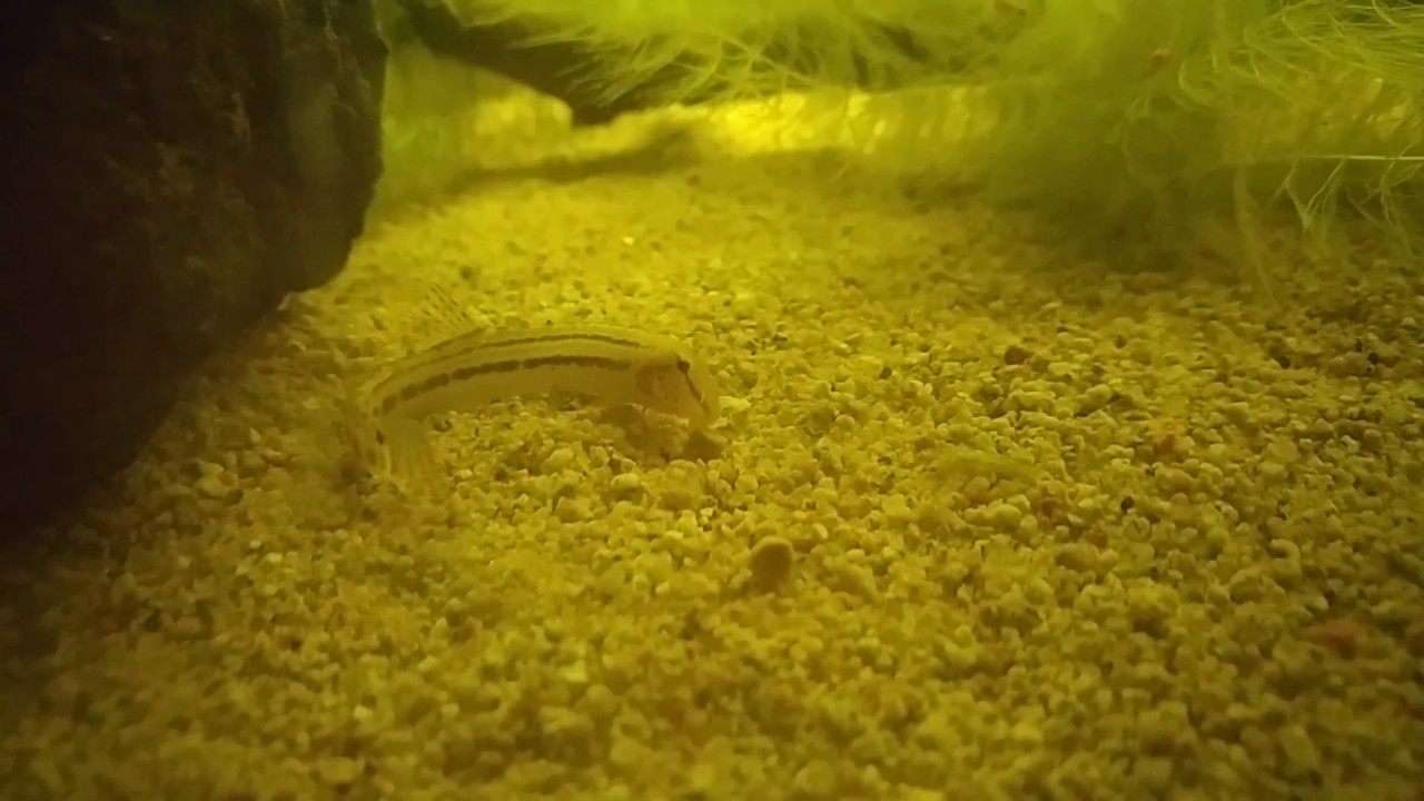 Cobitis Taenia