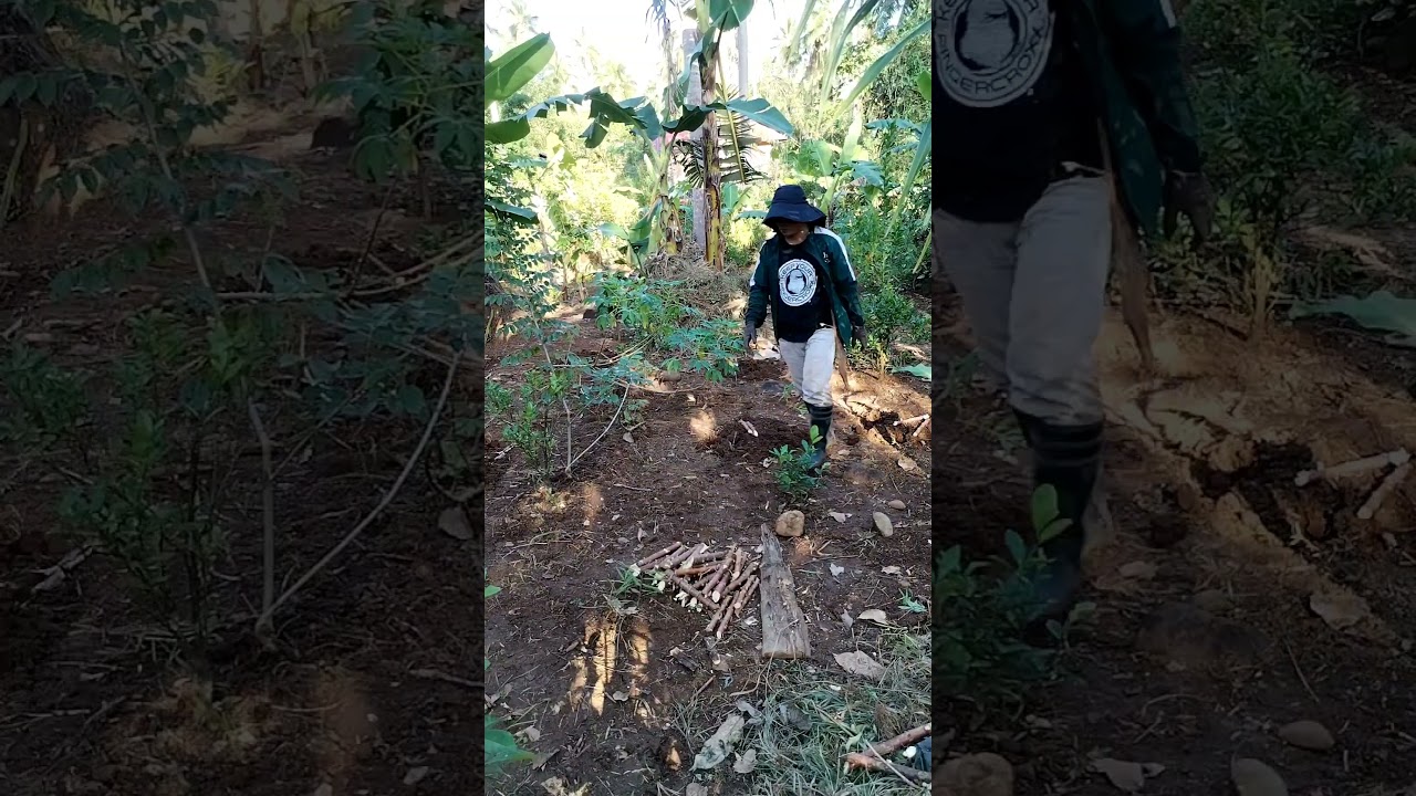 More rootcrops if we plant cassava in 2x2 ft seedling hole and the cuttings is 5 inch 