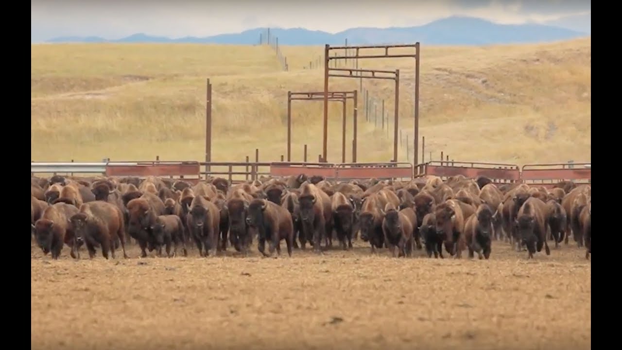 777 Bison Ranch Roundup Reboot