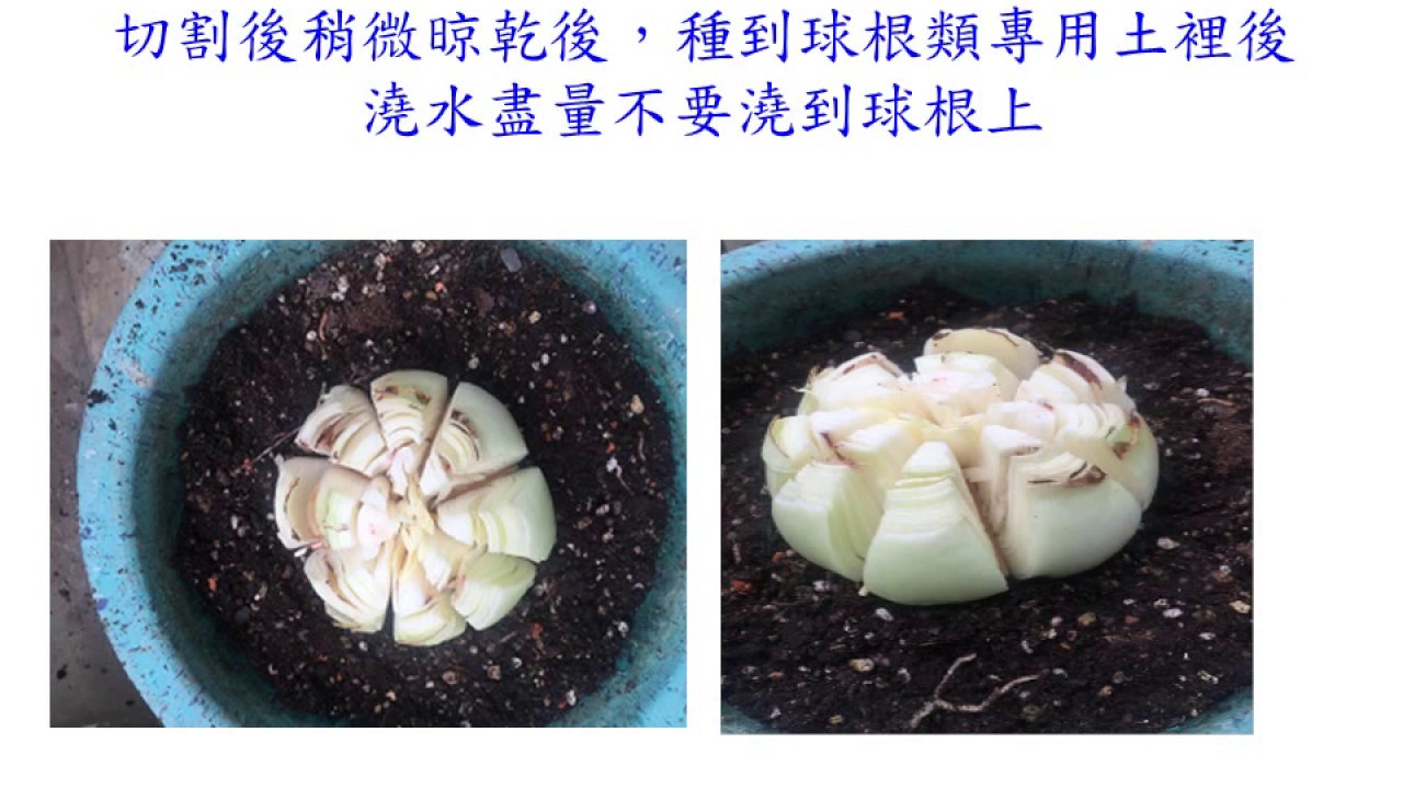 《多重瓣》孤挺花繁殖