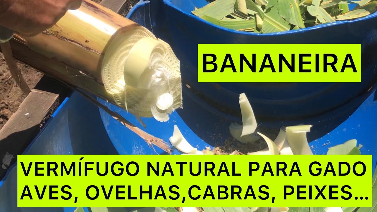 BANANEIRA: MELHOR VERMÍFUGO NATURAL PARA GADO, AVES, OVELHAS, CABRAS, PEIXES…