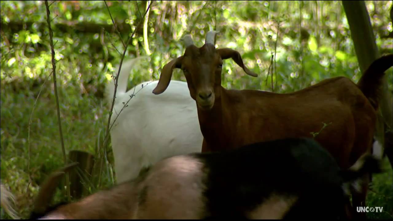 NC NOW | The Goat Patrol | UNC-TV