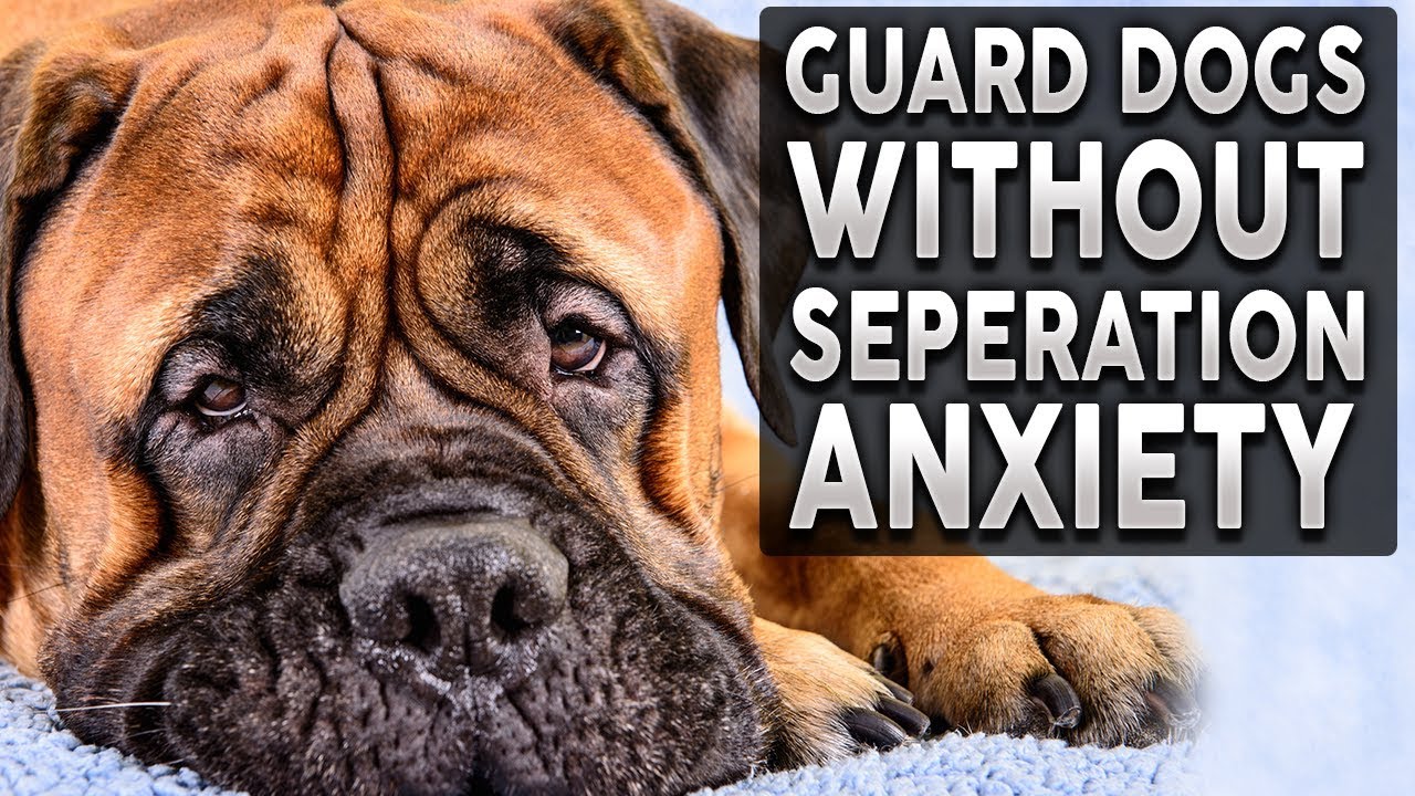 10 лучших пород сторожевых собак для людей, работающих полный рабочий день!