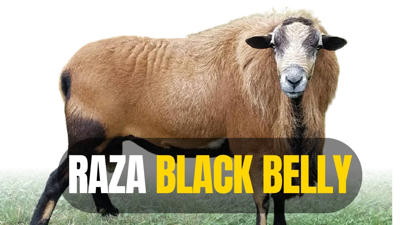 La Raza Ovina BLACK BELLY: ¿Ideal para Climas Cálidos? Análisis Completo ☀️