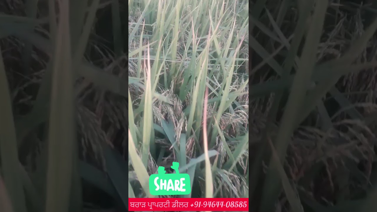 10 acre agriculture land(ਖੇਤੀਬਾੜੀ ਵਾਲੀ ਜਮੀਨ)  for sale,kotkapura,faridkot, Punjab ਬਰਾੜ ਪ੍ਰਾਪਰਟੀ ਡੀਲਰ