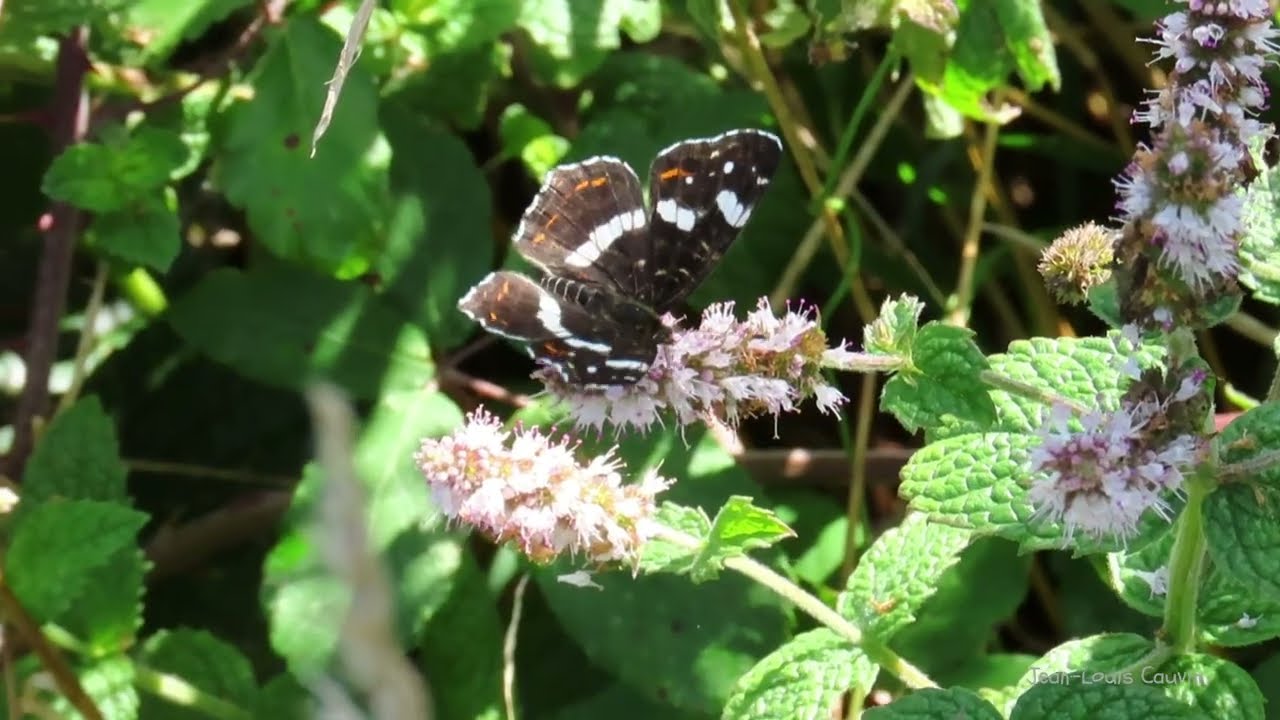 Papillon Carte géographique entrain de butiner