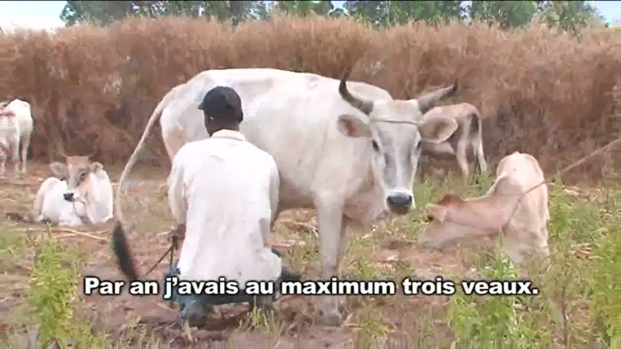 Le fruit de l'abnégation Real Boubacar CISSOKHO