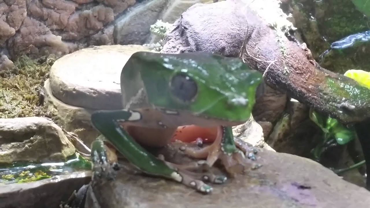 My Giant Waxy Monkey Tree Frog waking up