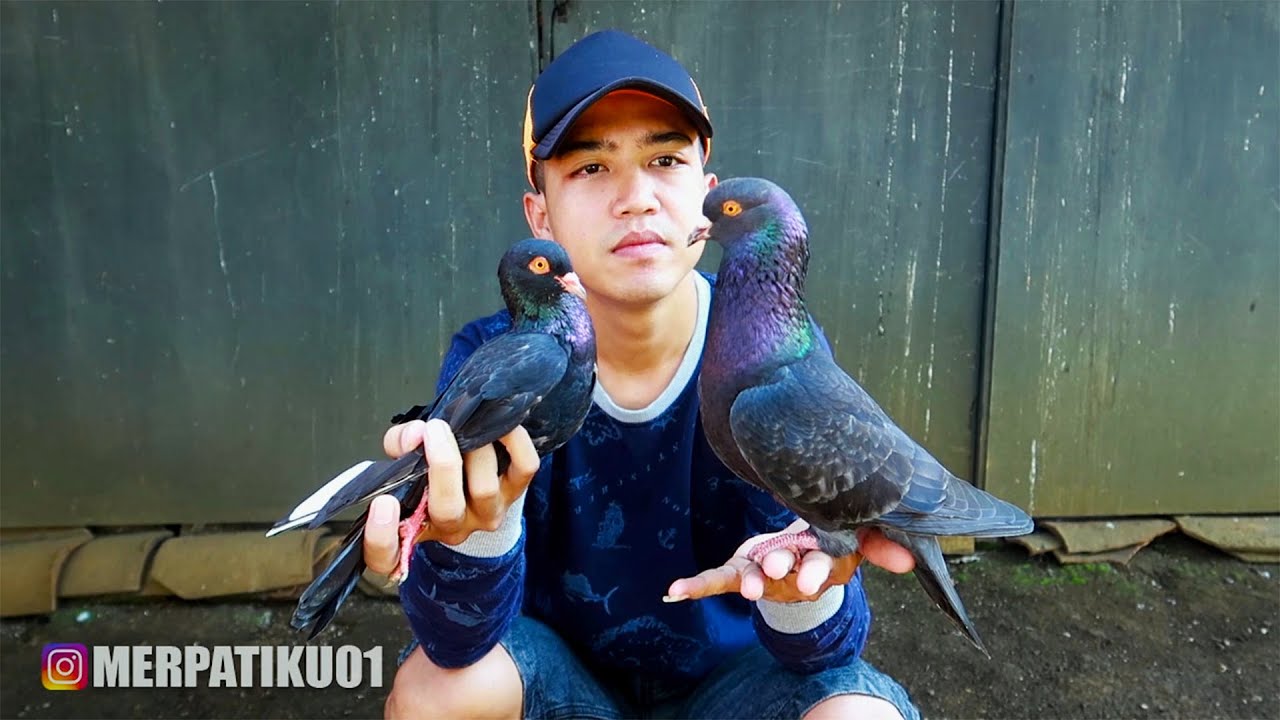 Merpati ini Giring Seperti Ayam Tarung, Tapi..