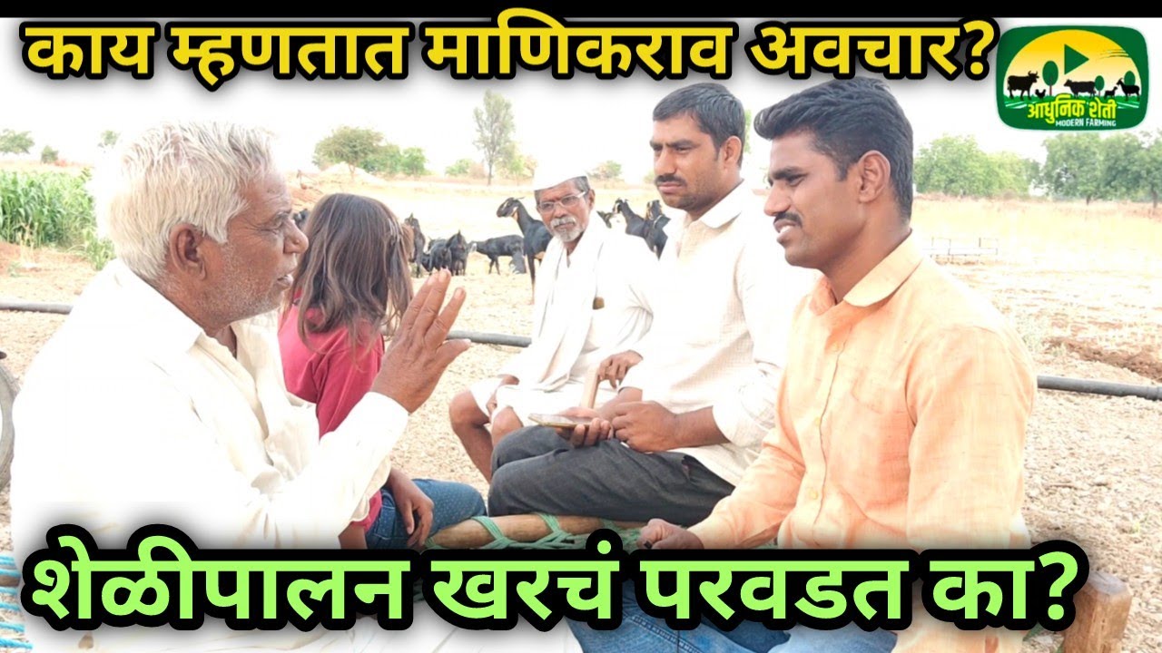 माणिकराव अवचार यांचा शेळीपालन अनुभव #गावरानशेळीपालन  #Sheliapalan