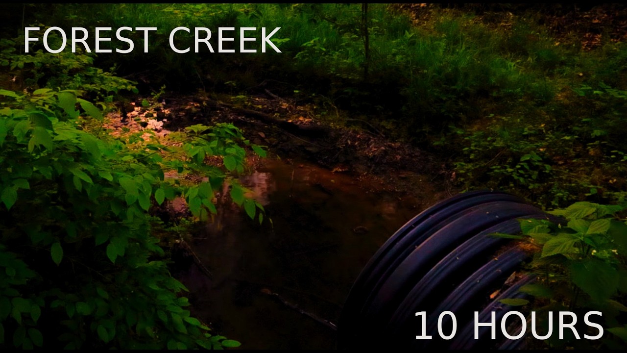 Sleep Instantly by a Forest Creek 🌙 10 Hour Nature Sounds (No Talking, Binaural Audio)