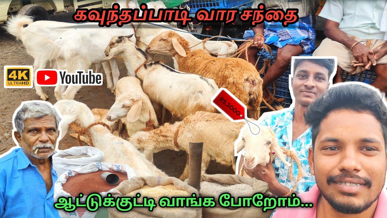 நம்ம கவுந்தப்பாடி வார சந்தையில் ஆட்டுக்குட்டி வாங்க போறோம்...🐏🤩🐑#goatlife#kavindapadimarket#aadusale