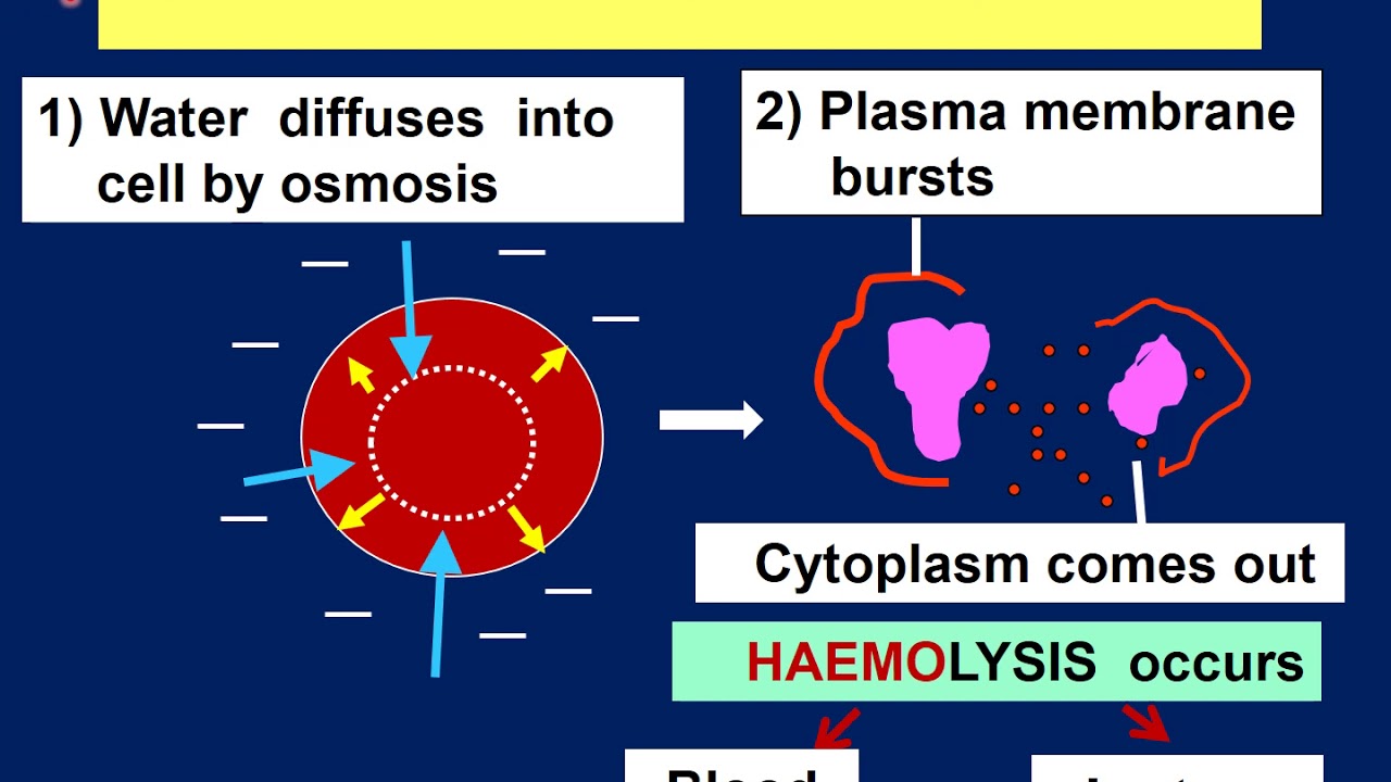 Biology Form 4 KSSM SPM Chapter 3 (3.3) Hypotonic, Isotonic, Hypertonic solutions, effects on cells.