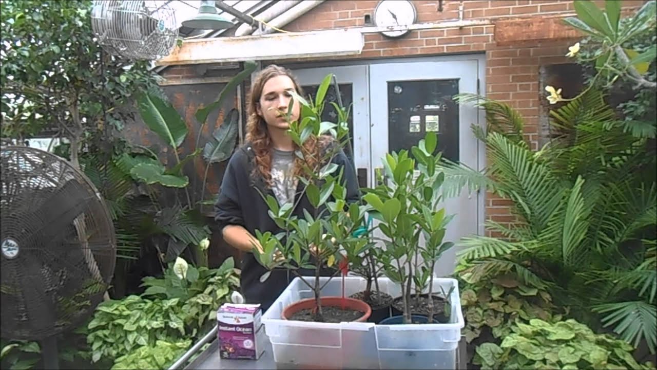 How to Grow Mangroves