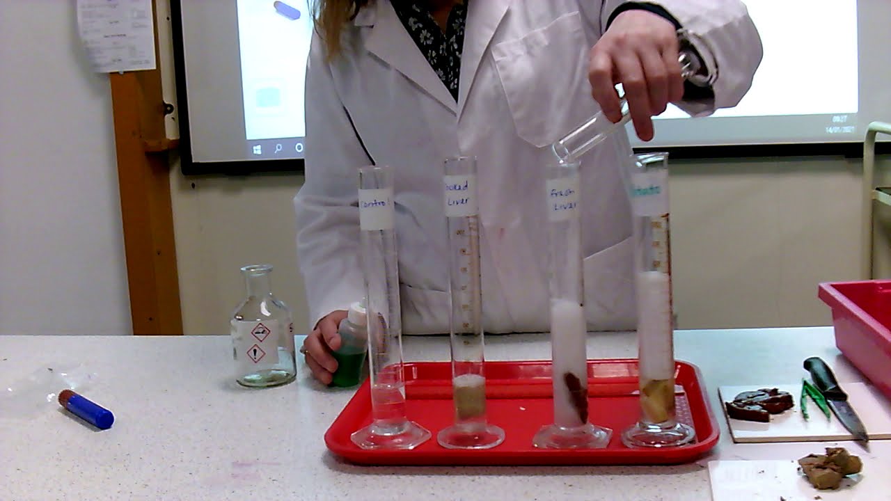 BTEC Unit 3 - Catalase Enzyme Demo