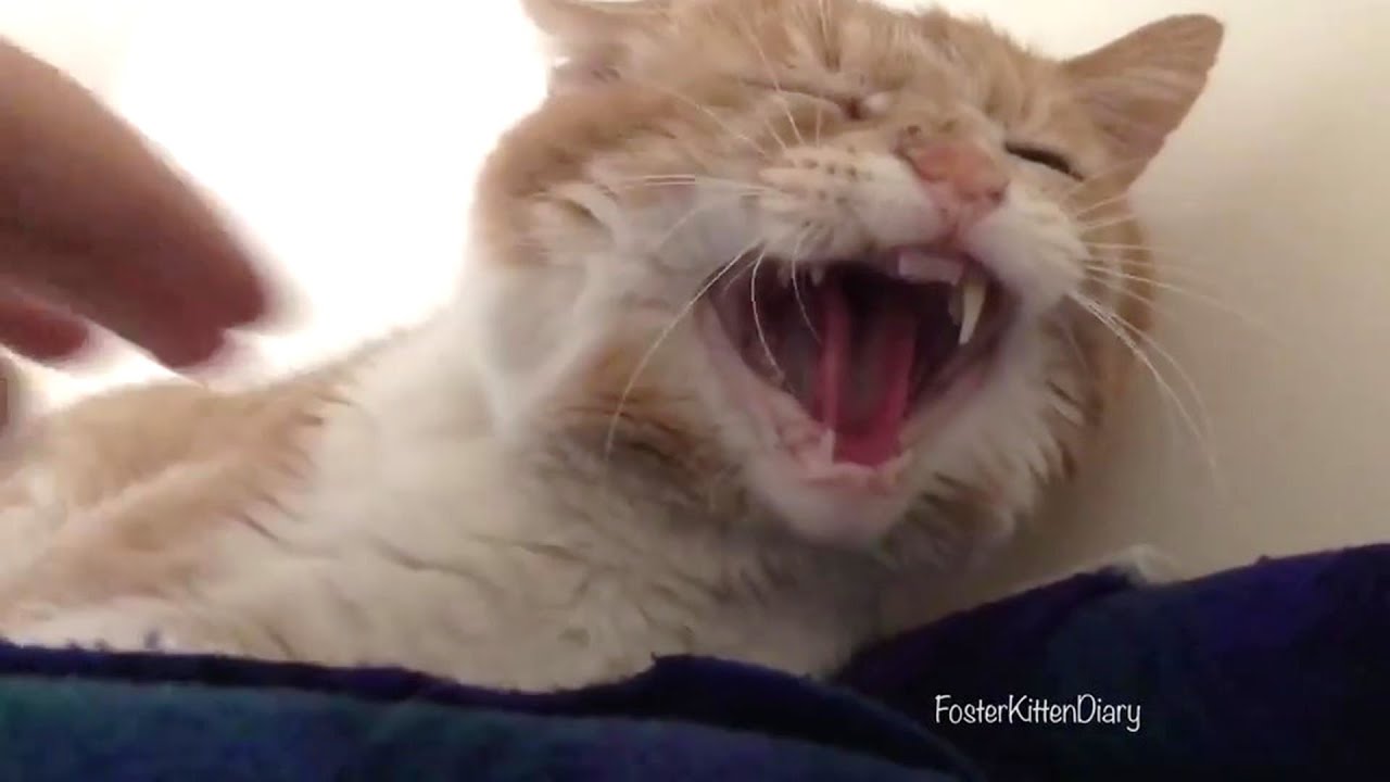 Abandoned Cat Hissing with Foster Mom He's So Scared and Calm