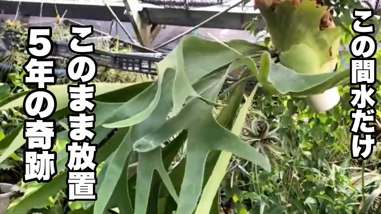 コウモリラン5年放置した結果。この間栄養剤は一切与えていません。