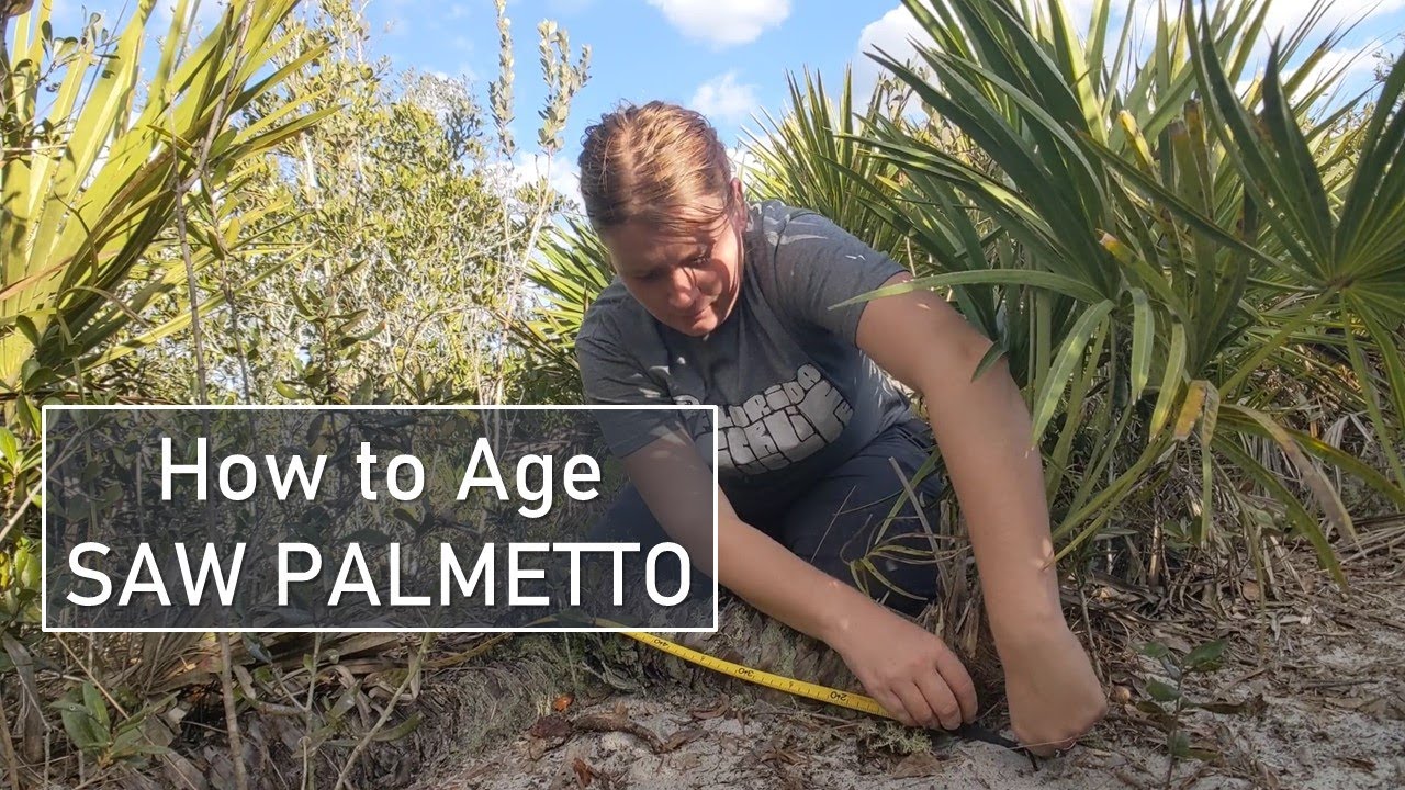 How to age Saw Palmetto (Serenoa repens)