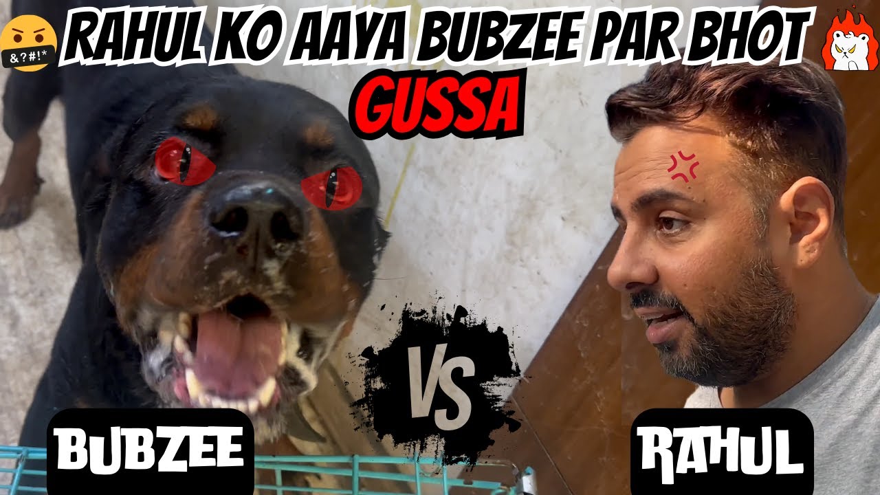 Bubzee Vs Rahul Papa. Aaj Toh Rottweiler Ka Asli Roop Dikhgaya. 