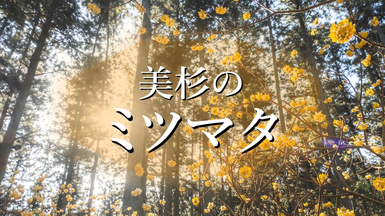 【春山おすすめ】ミツマタ観光と登山をセットで楽しめる三重県美杉の里山｜学能堂山