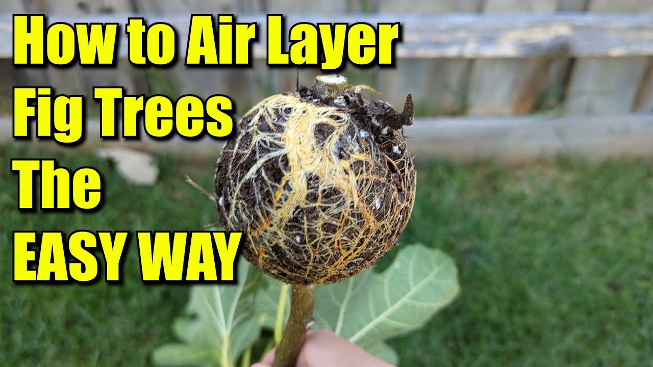 How to Air Layer Fig Trees The EASY WAY