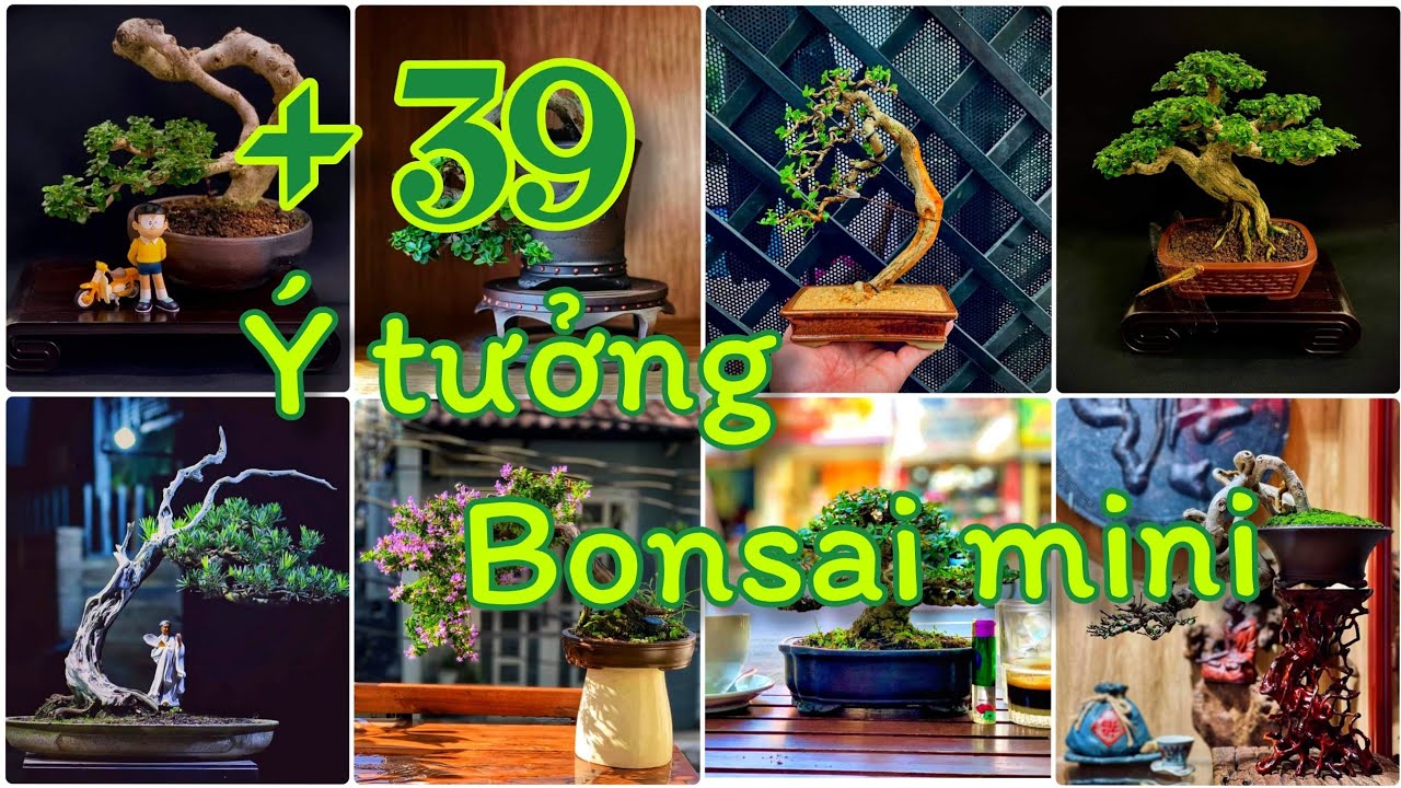 + 39 Ý tưởng bonsai mini _ nguồn cảm hứng sáng tạo