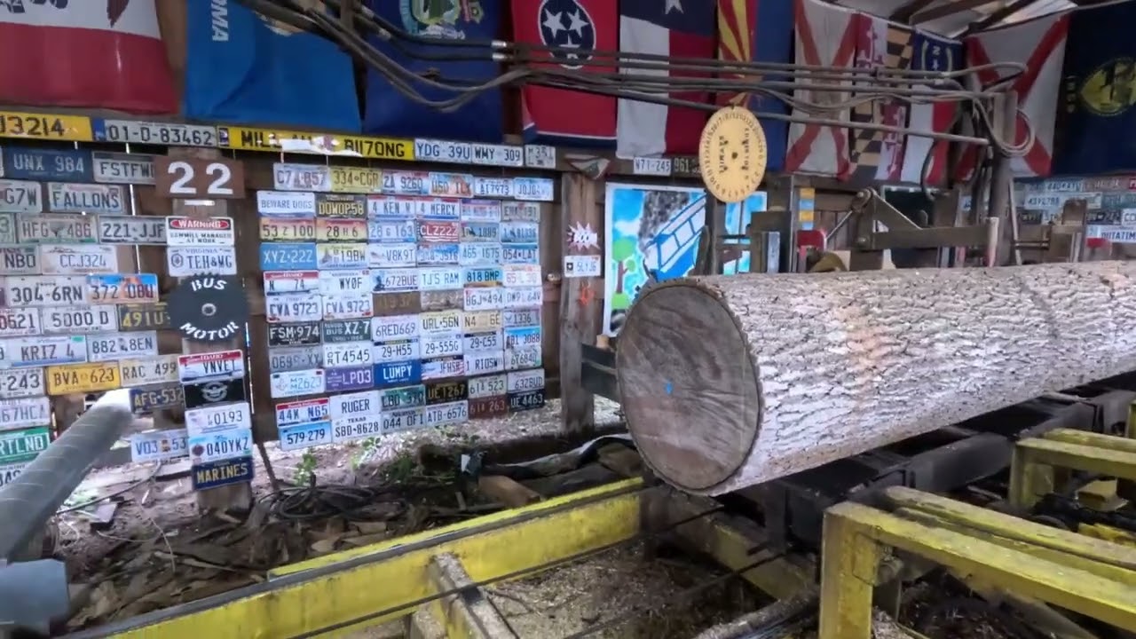 Sawing four beautiful poplar logs # 728