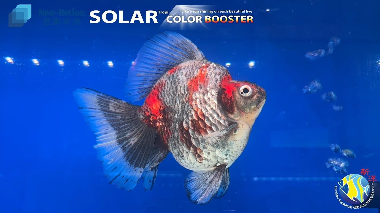 Great review for Solar color booster | JPD Goldfish Cup 2023 | ft. Mr. Zul
