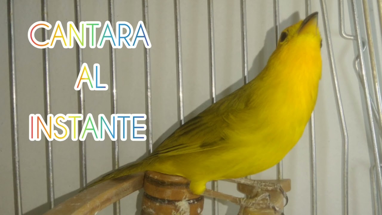 COMO HACER CANTAR UN CANARIO EN 30 MINUTOS 😱 - CANTARA AL INSTANTE AL ESCUCHAR ESTE AUDIO