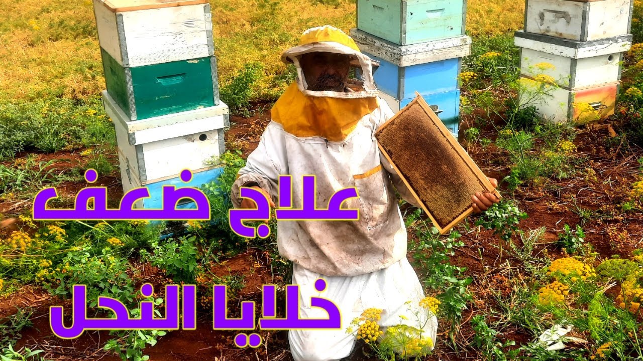علاج ضعف الخلايا وسبب ضعف خلايا النحل