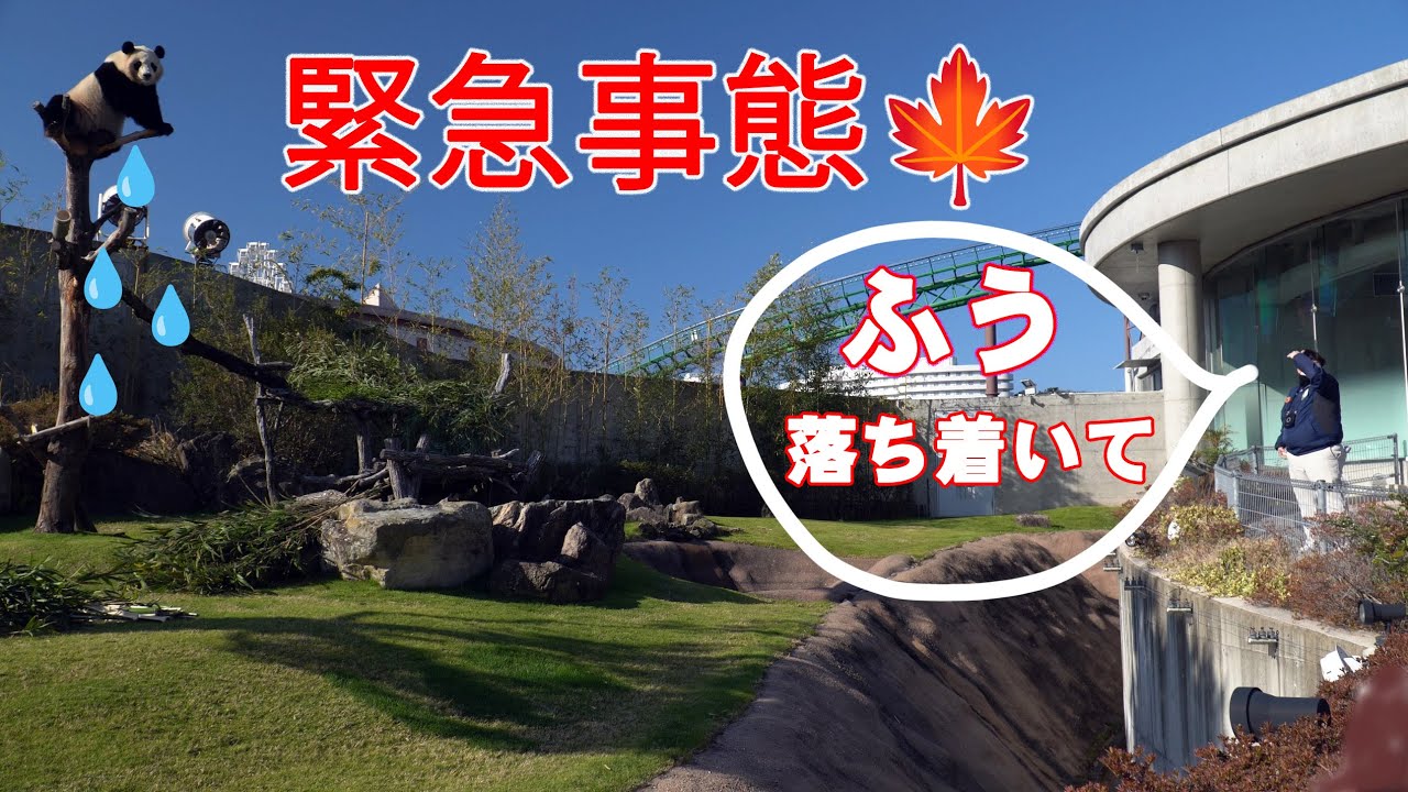 緊急避難 子パンダ楓浜 朝一からどうした、テッペンで泣きまくり、強力助っ人登場