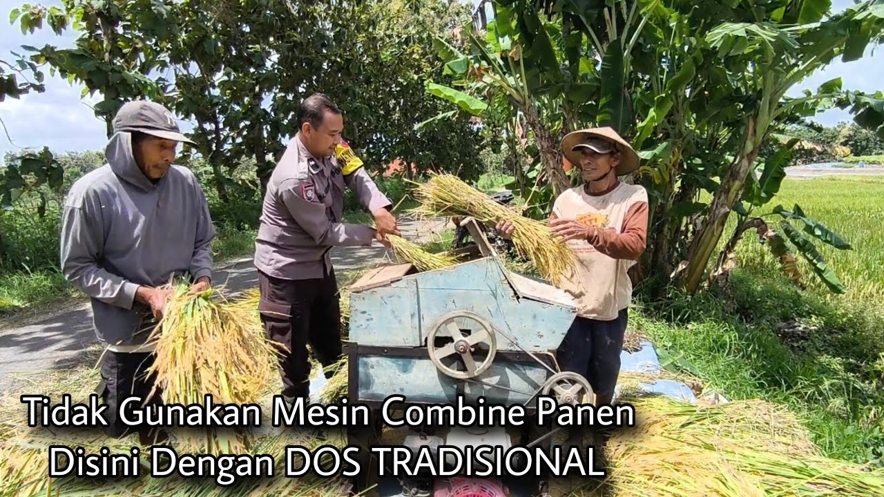 Blusukan Kampung Sambil Berbagi & Membersamai Petani Panen Padi Ternyata Masih Secara Tradisional