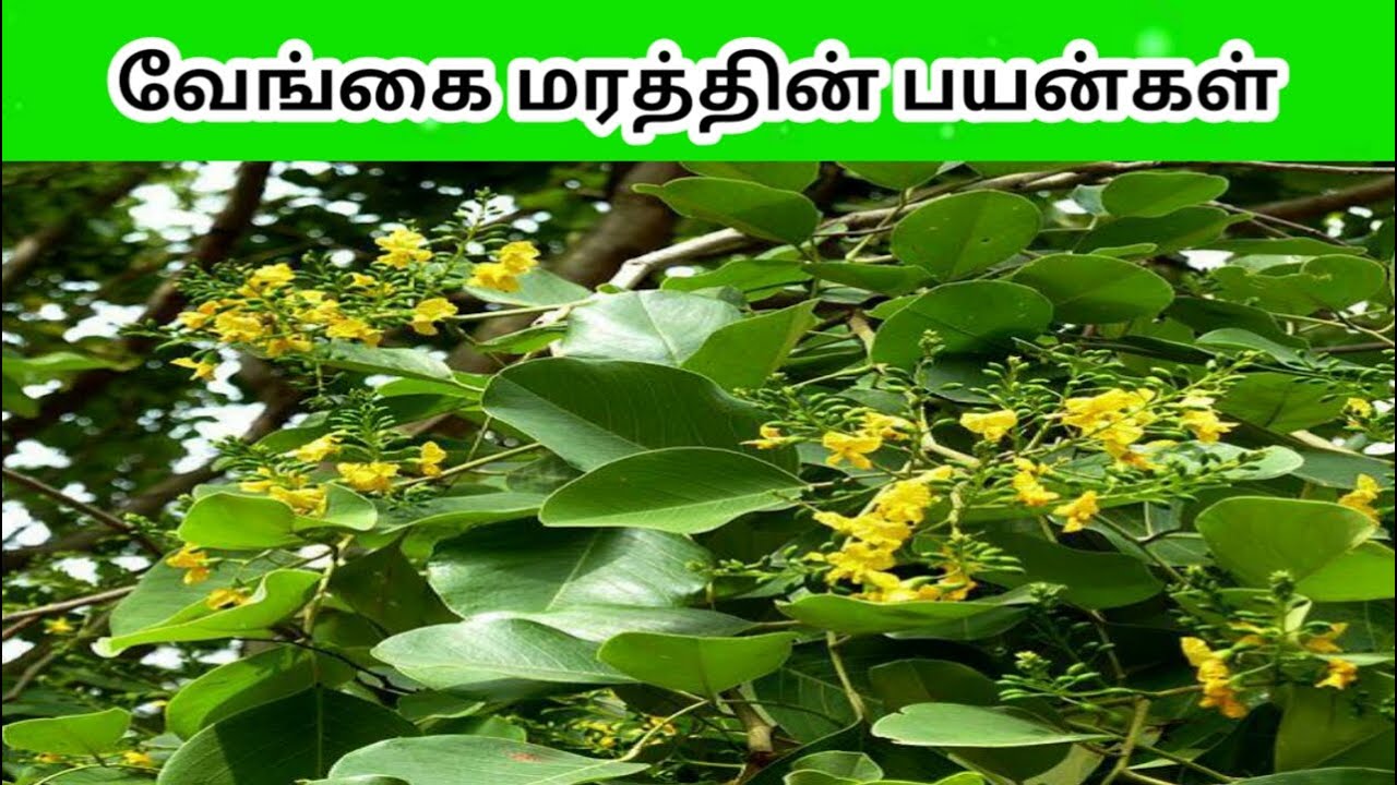வேங்கை மரத்தின் பயன்கள் | MR.VIVASAYEE