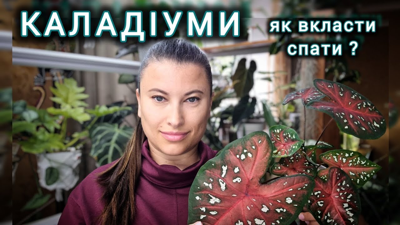Період спокою у КАЛАДІУМІВ. Як вкласти спати бульбу. Зберігання КАЛАДІУМІВ взимку