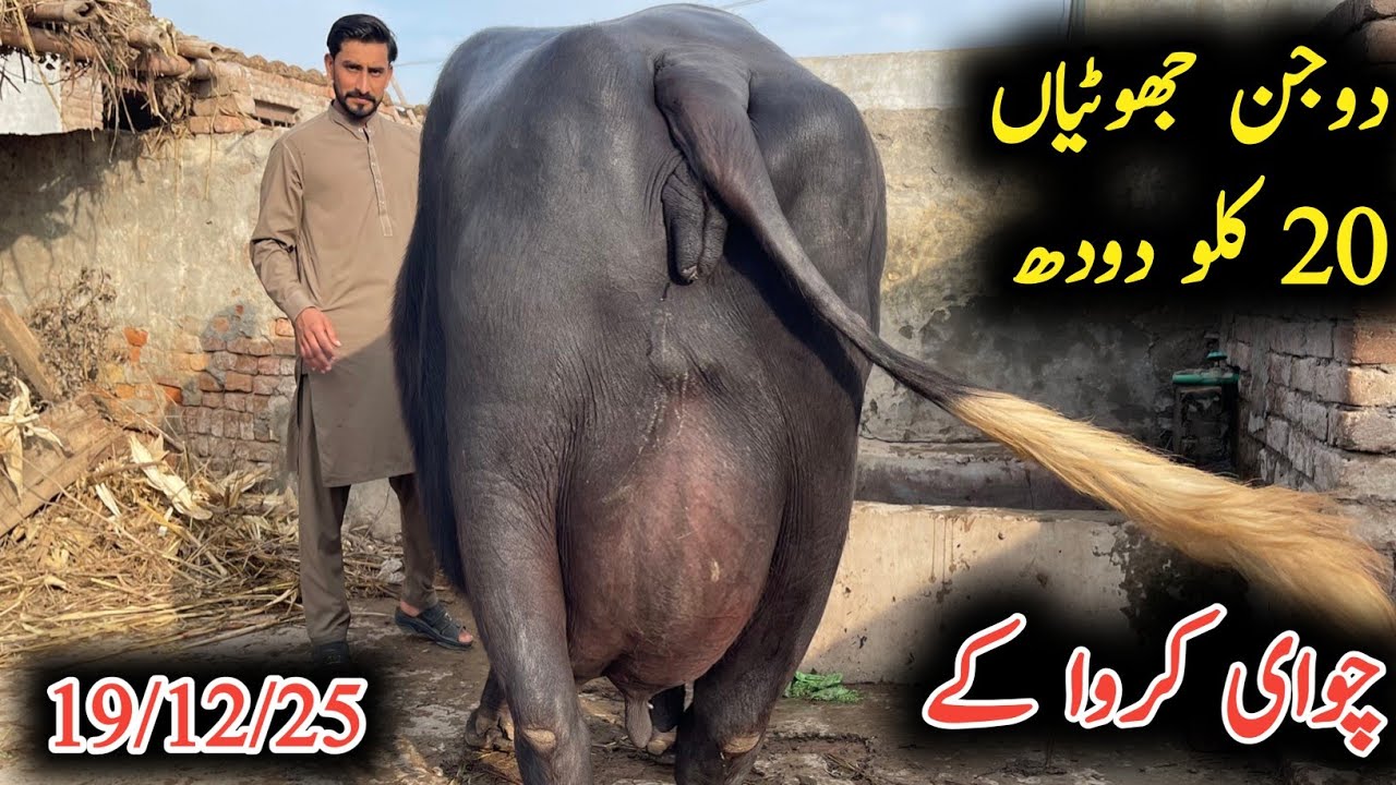Biggest udder ravi buffalo 20 kg milk by hand|راوی کی بھینس بیس کلو دودھ|Earn from buffalo